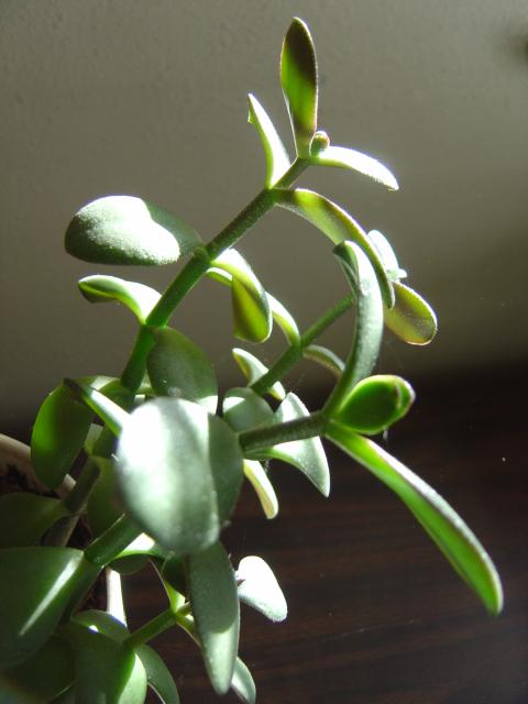 money plant leaf. Making new jade plants is easy